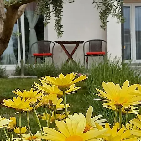 Leona Vidikovac, Διαμέρισμα Πούλα